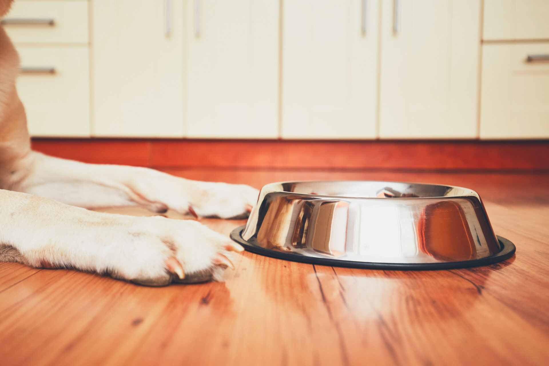 Hond ligt op houten vloer naast een lege voerbak in de keuken en wacht rustig op zijn eten.